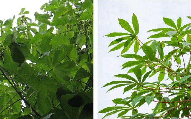 Phytopratiques traditionnelles pour aujourd'hui et demain