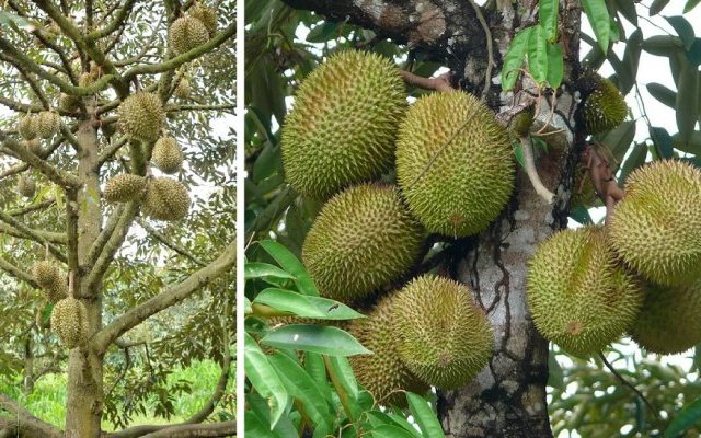 Phytopratiques traditionnelles pour aujourd'hui et demain