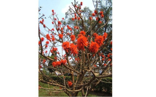 Propriétés hépatoprotectrices d'Erythrina abyssinica (Umuko) 