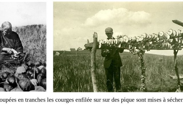 Maïs, Haricots, Courge - « trois sœurs » plurimillénaires