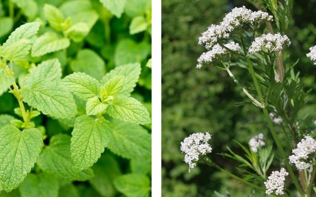 Accompagnement de la fièvre de l'enfant