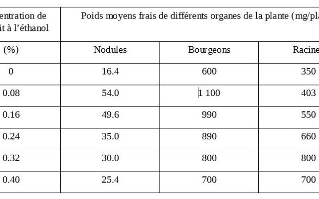Moringa oleifera : booster de croissance