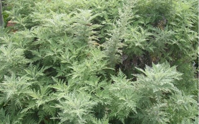 L'OMS et l'Artemisia. Entre mauvaise foi et conflit d'intérêts
