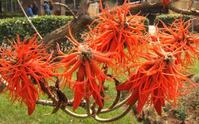 Propriétés hépatoprotectrices d'Erythrina abyssinica (Umuko) 