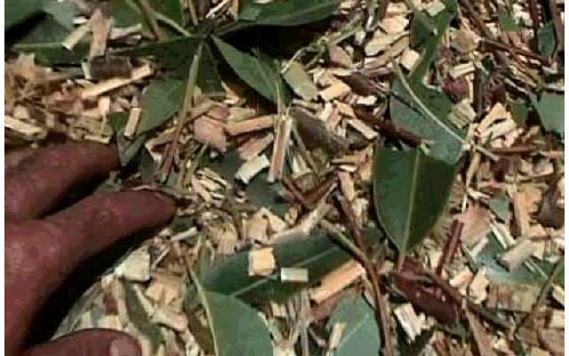 Introduction du bois raméal fragmenté en Afrique