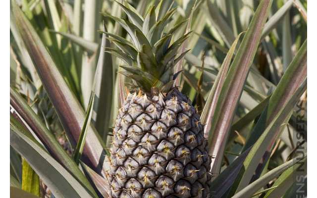 - 12 - Plantes pour le traitement des vers plats