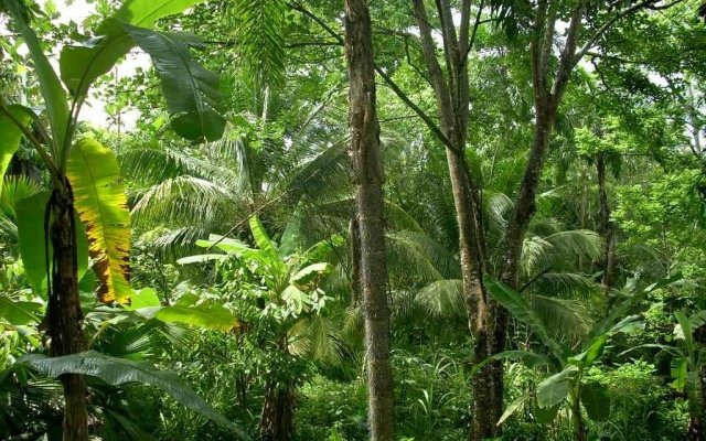 Permaculture au Rwanda