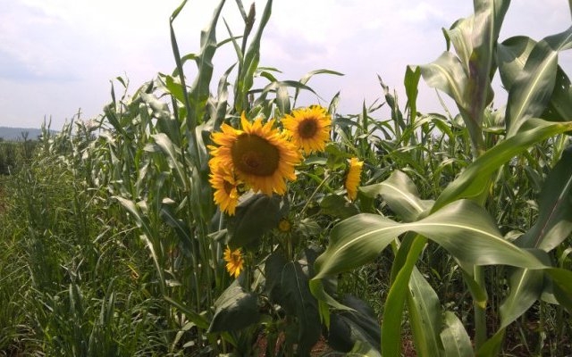 Prendre soin de la terre