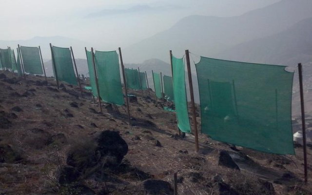 Phytopratiques traditionnelles pour aujourd'hui et demain