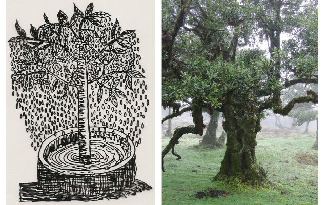Phytopratiques traditionnelles pour aujourd'hui et demain