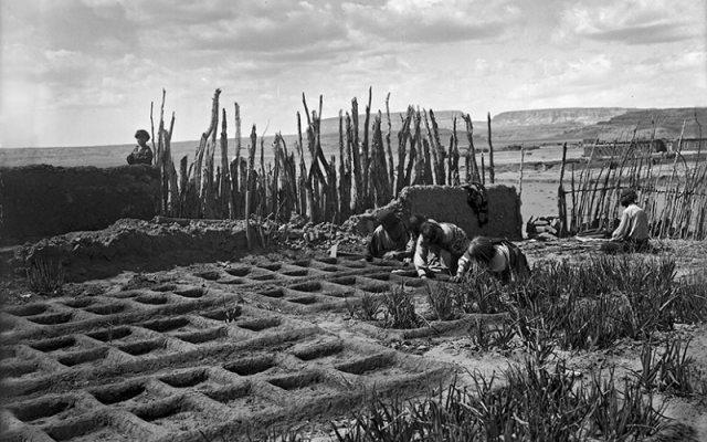 Maïs, Haricots, Courge - « trois sœurs » plurimillénaires