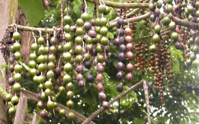 Propriétés hépatoprotectrices d'Erythrina abyssinica (Umuko) 