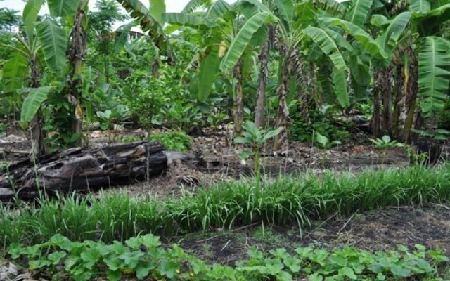 Milpa et forêt-jardin maya