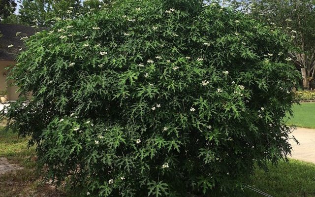 Quelques plantes comestibles pour climat semi-arides