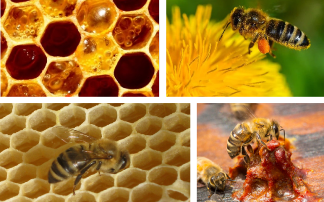 Lexique kinyarwanda lié aux abeilles et à l'apiculture