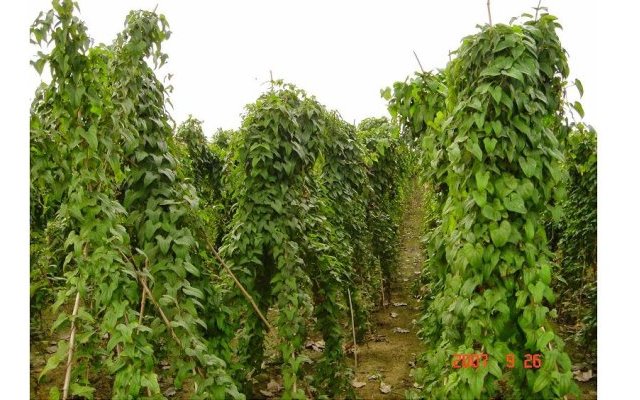 Phytopratiques traditionnelles pour aujourd'hui et demain