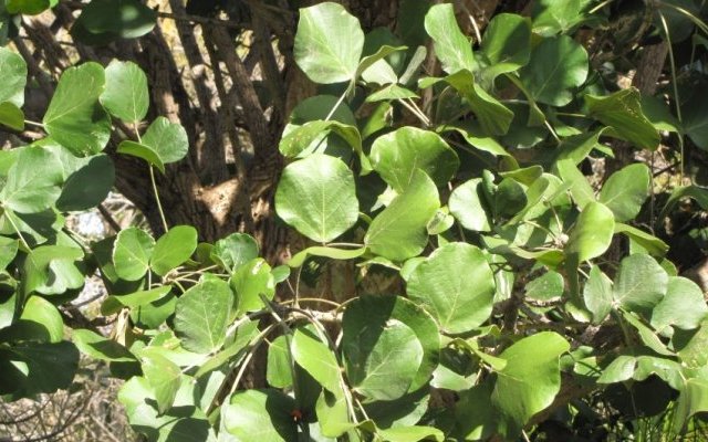 Propriétés hépatoprotectrices d'Erythrina abyssinica (Umuko) 