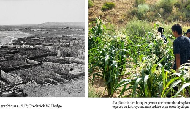 Maïs, Haricots, Courge - « trois sœurs » plurimillénaires