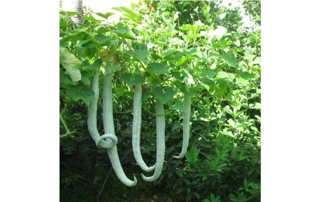 Phytopratiques traditionnelles pour aujourd'hui et demain
