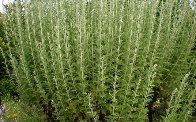 Usages vétérinaires et répulsifs d'{Artemisia afra} Jacq.