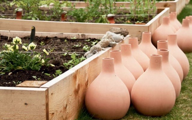 Irrigation avec des jarres enterrées
