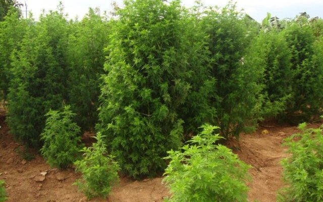 Artemisia et Tuberculose
