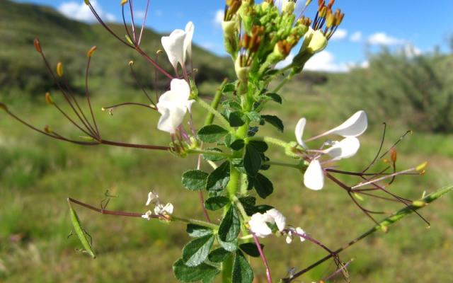 Quelques plantes comestibles pour climat semi-arides