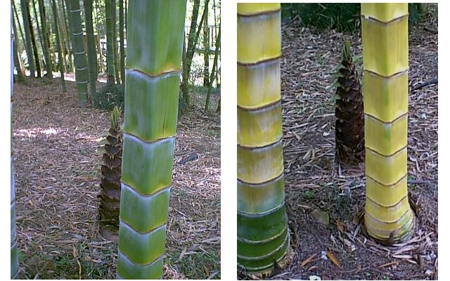 Phytopratiques traditionnelles pour aujourd'hui et demain