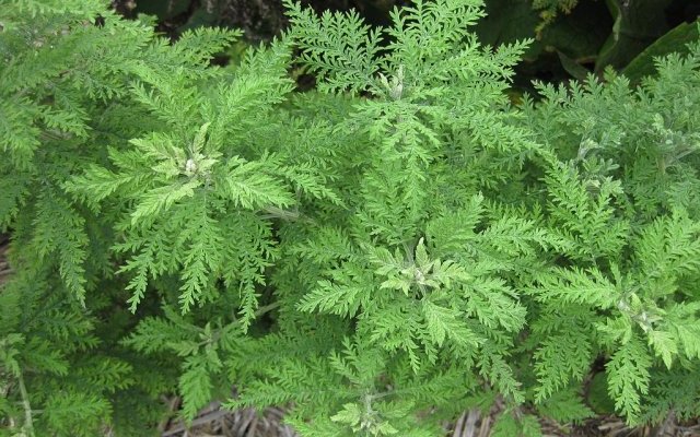 Artemisia