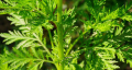 IMG: Potentiels anticancéreux d'Artemisia annua