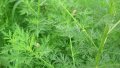 IMG: Composition et mode d'action d'Artemisia annua