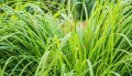 IMG: Benefits of Vetiver: an amazing multifunctional primitive plant