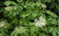 IMG: Sambucus nigra - le sureau noir