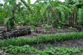 IMG: Milpa et forêt-jardin maya