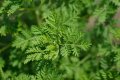 IMG: Pharmacocinétique d'Artemisia annua L.