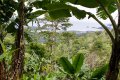 IMG: Principes des guildes de polycultures pérennes