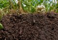 IMG: Restauration de la productivité des sols tropicaux et méditerranéens
