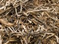 IMG: Une voie prometteuse pour aggrader les sols africains ?
