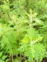 IMG: Activités antivirales d'Artemisia annua