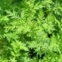 IMG: Etudes in vivo de la tisane d'Artemisia annua sur le Plasmodium falciparum